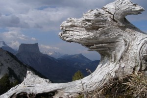 Alpi