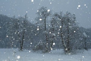 Ninge