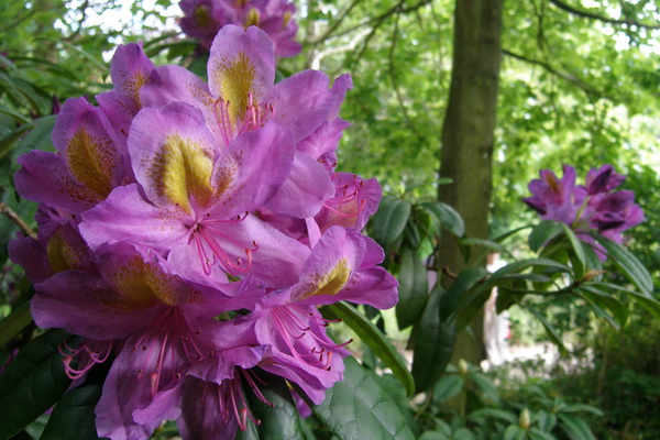 giverny - monet _lucian muntean 17_resize