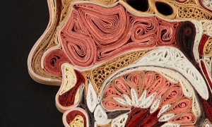 anatomical-cross-sections-quilled-paper-lisa-nilsson-5