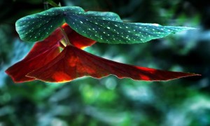Resize of mygr_210811_034