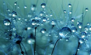 macro-dew-drops-sharon-johnstone-thumb640