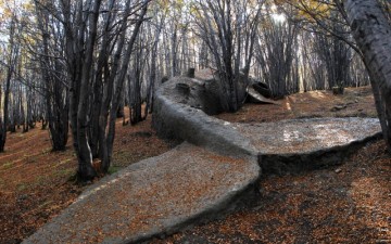 A Beached Whale in the Forests of Argentina A Beached Whale in the Forests of Argentina