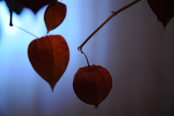 lm0_8539_resize