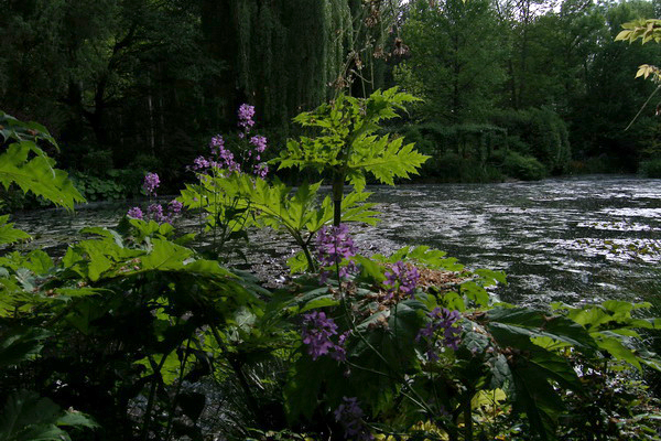 giverny - monet _lucian muntean 12_resize