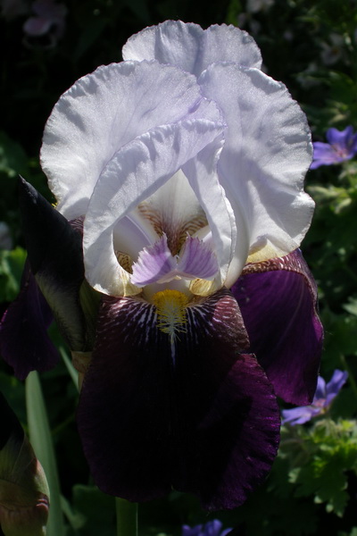 giverny - monet _lucian muntean 21_resize