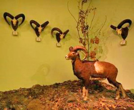 Muzeul Cinegetic Posada