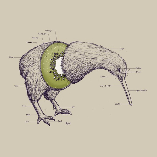 Kiwi-Anatomy