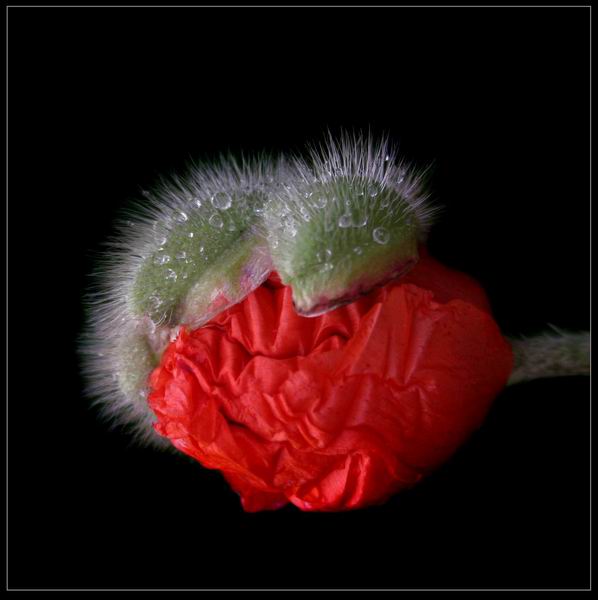 Florile Grażynei Myślińska (II)