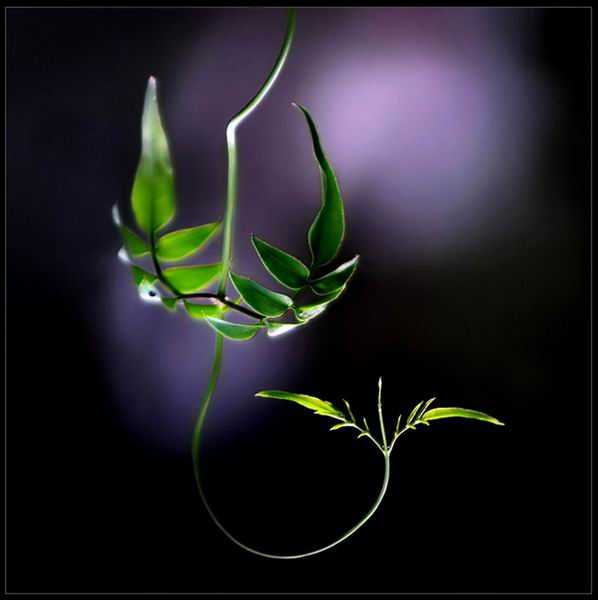 Resize of mygr_210811_030