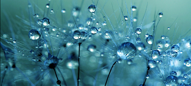 Macro Photos of Dew-Soaked Dandelions by Sharon Johnstone