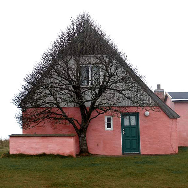 Photographs of a bizarre tree