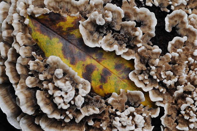 G.D.  Leaf2