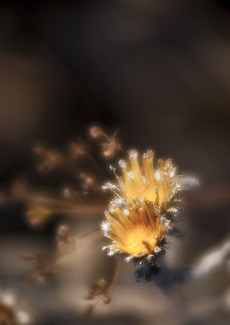 N.A. Perle