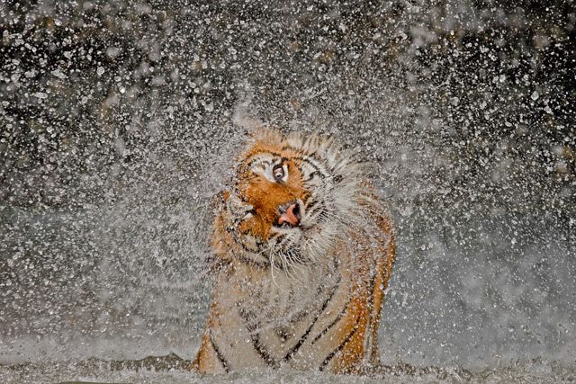 Winners & Honorable Mentions of the 2012 National Geographic Photography Competition