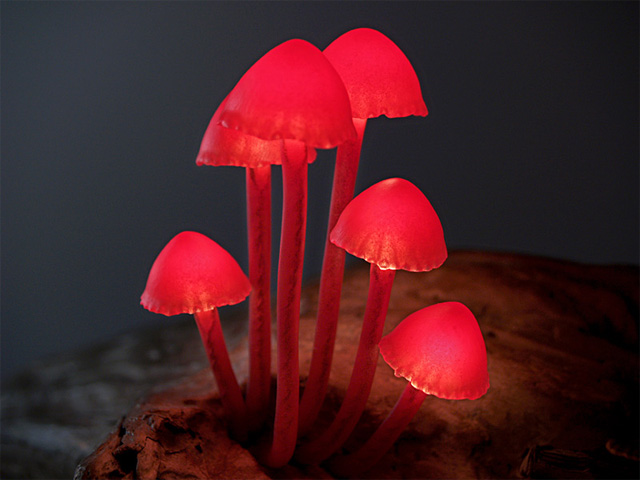 mushroom-3