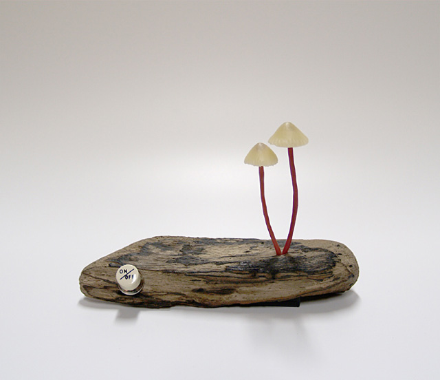 mushroom-6