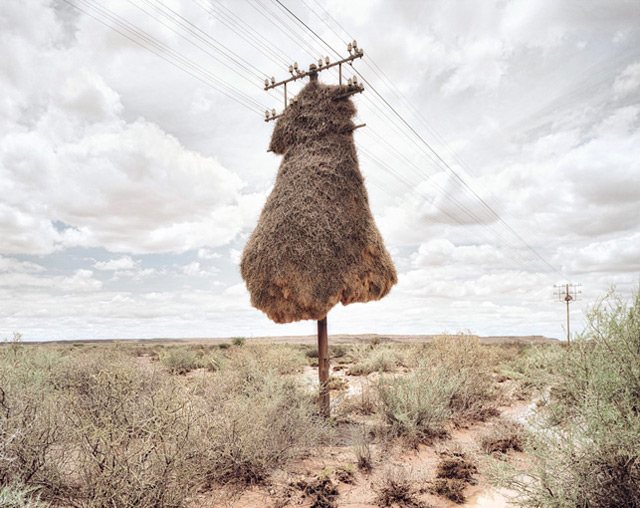 Bird Nests Hanging on a Telephone Pole in Africa