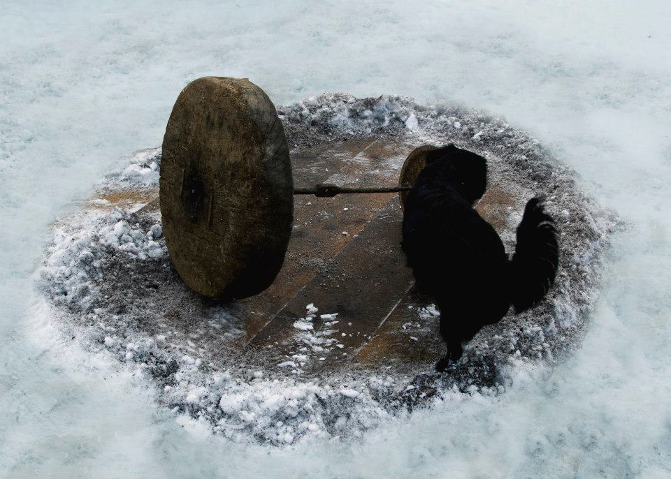 absenta incercuita foto maxim dumitras (7)