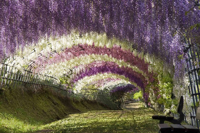 wisteria-flower-tunnel-kawachi-fuji-garden-japan-1