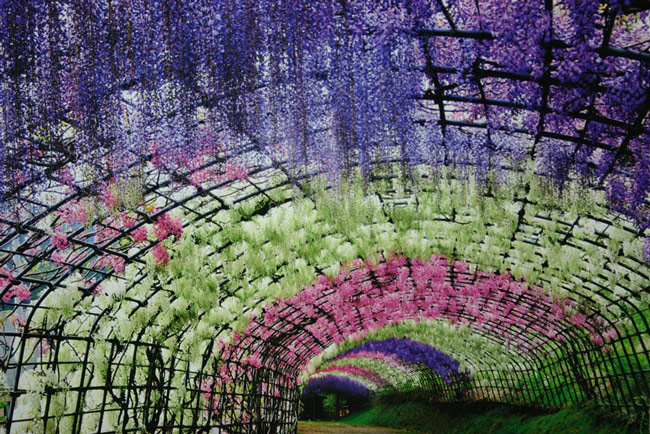 wisteria-flower-tunnel-kawachi-fuji-garden-japan-11