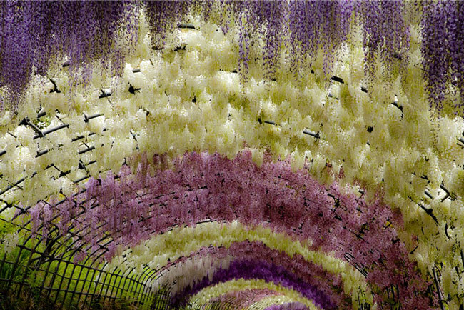 wisteria-flower-tunnel-kawachi-fuji-garden-japan-3