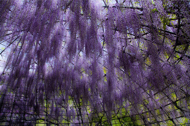wisteria-flower-tunnel-kawachi-fuji-garden-japan-4