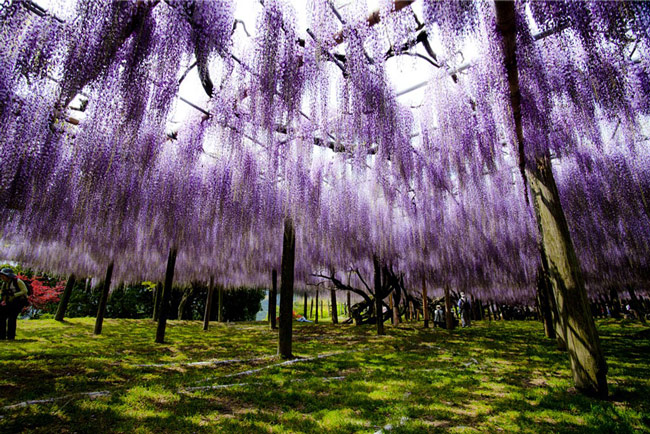 wisteria-flower-tunnel-kawachi-fuji-garden-japan-5
