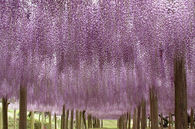 wisteria-flower-tunnel-kawachi-fuji-garden-japan-7