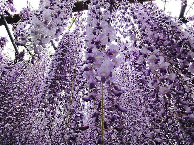 wisteria-flower-tunnel-kawachi-fuji-garden-japan-8