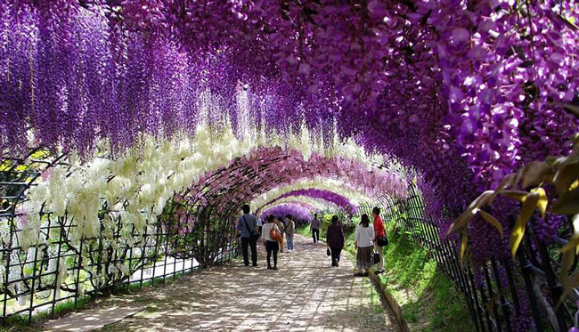 wisteria-flower-tunnel-kawachi-fuji-garden-japan-9