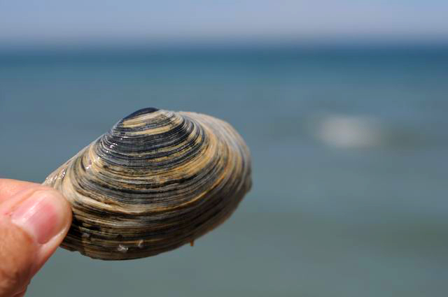 mamaia - liroral - plaja - foto lucian muntean0001