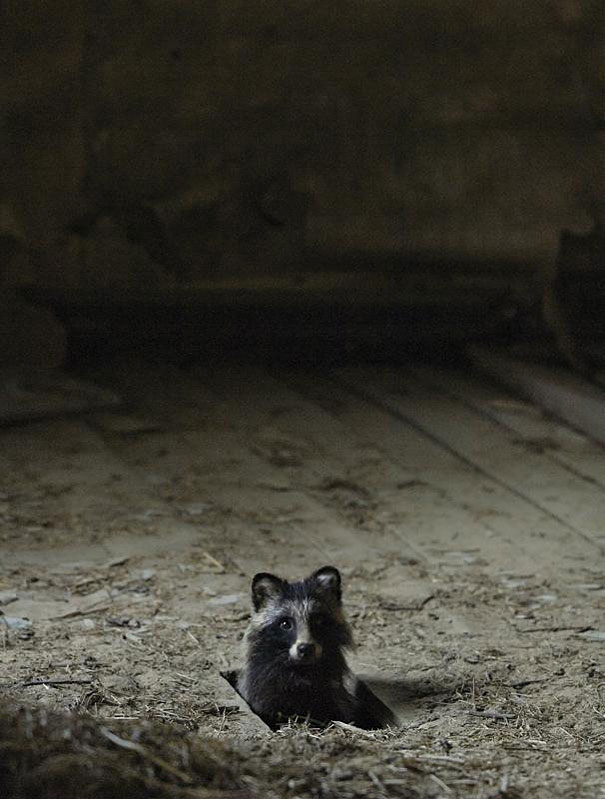 abandoned-house-animals-kai-fagerstrom-17