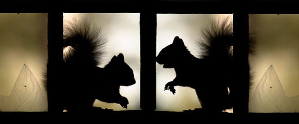 abandoned-house-animals-kai-fagerstrom-20