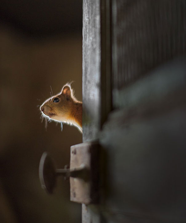 abandoned-house-animals-kai-fagerstrom-34