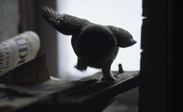abandoned-house-animals-kai-fagerstrom-4
