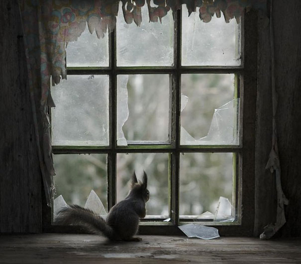 abandoned-house-animals-kai-fagerstrom-5