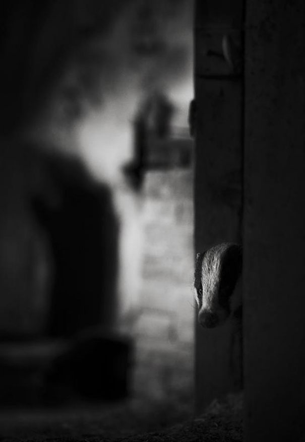 abandoned-house-animals-kai-fagerstrom-8