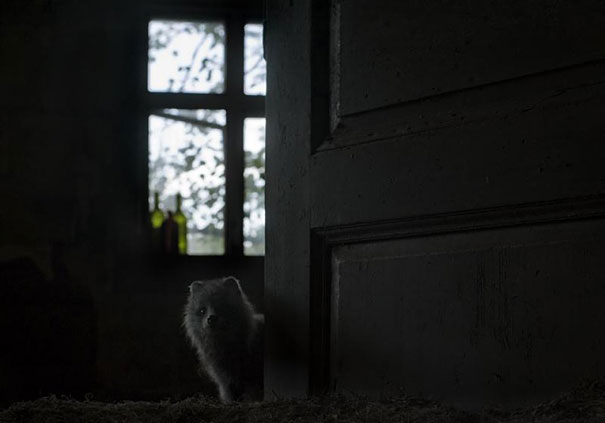abandoned-house-animals-kai-fagerstrom-9