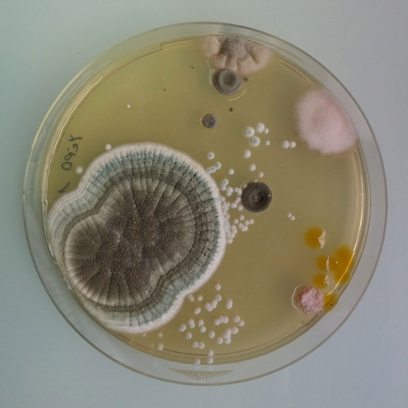 Magical Contamination turns mould into art