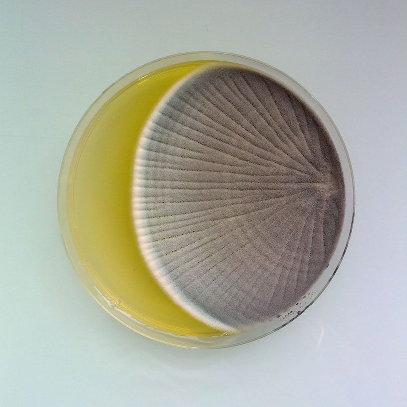 magical-contamination-by-antoine-bridier-nahmias-designboom-03