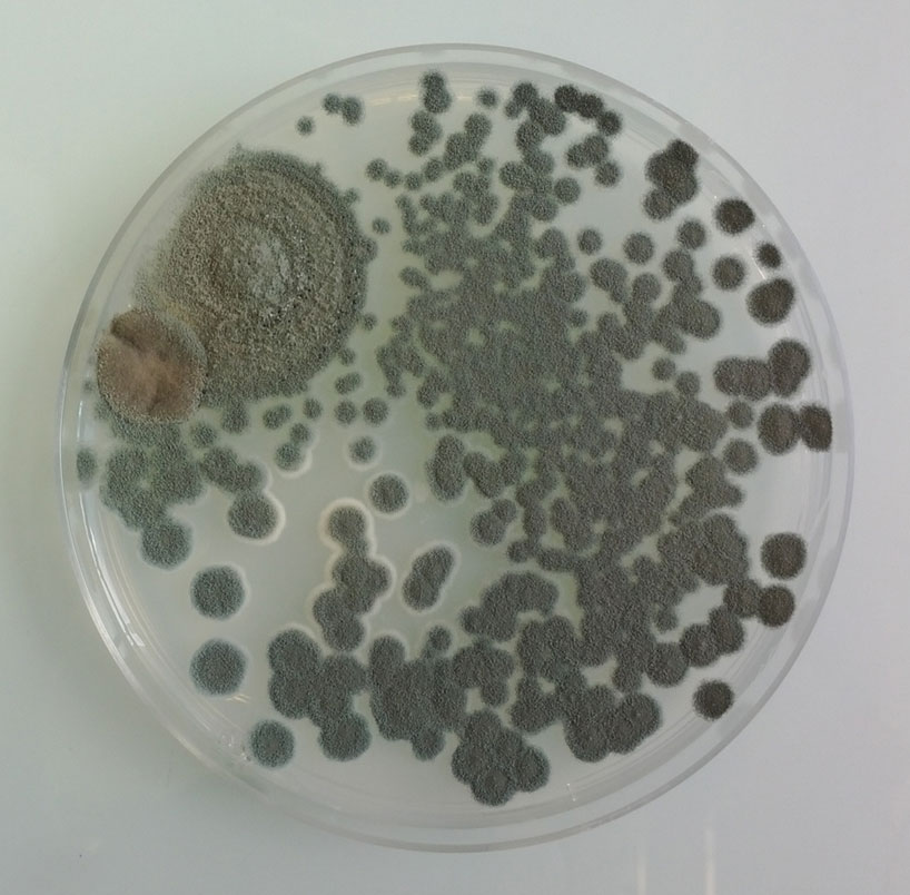 magical-contamination-by-antoine-bridier-nahmias-mould-art-designboom-04