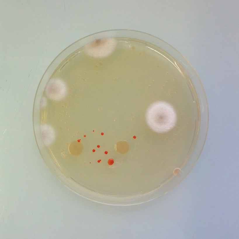 magical-contamination-by-antoine-bridier-nahmias-mould-art-designboom-05