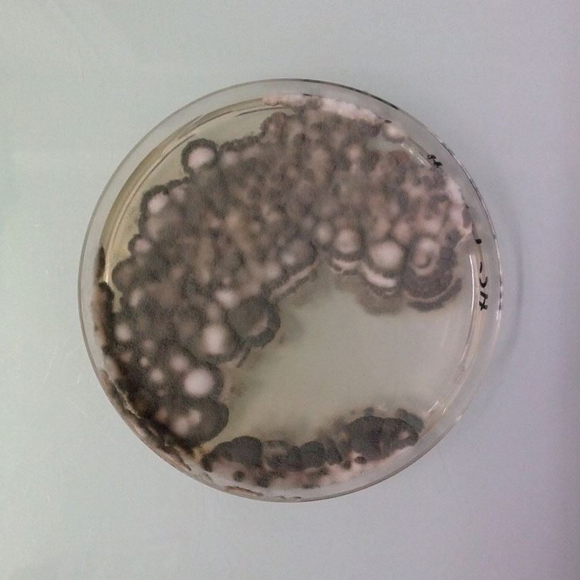 magical-contamination-by-antoine-bridier-nahmias-mould-art-designboom-06