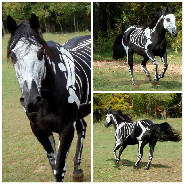 Skeleton Horse, Artist Paints White Bones on Her Black Horse