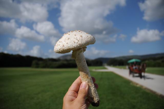 caserta - italia foto lucian muntean 25