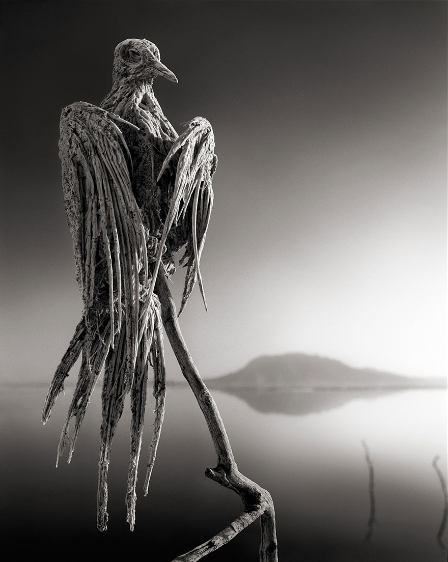 lake-natron-calcium-salt-petrified-animals-nick-brandt-2