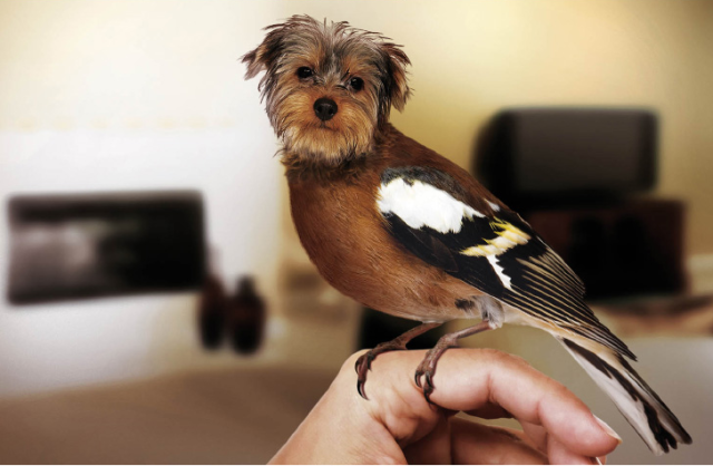 Dird-yorkie-640x418