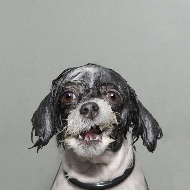 Funny Portraits of Wet Dogs by Sophie Gamand