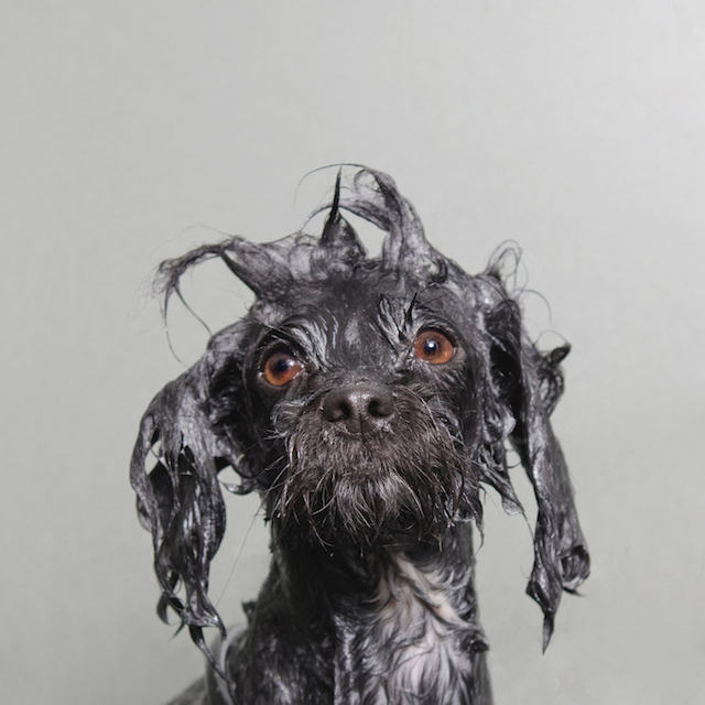 wet-dog-3